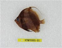 藏品(白吻雙帶立旗鯛)的圖片